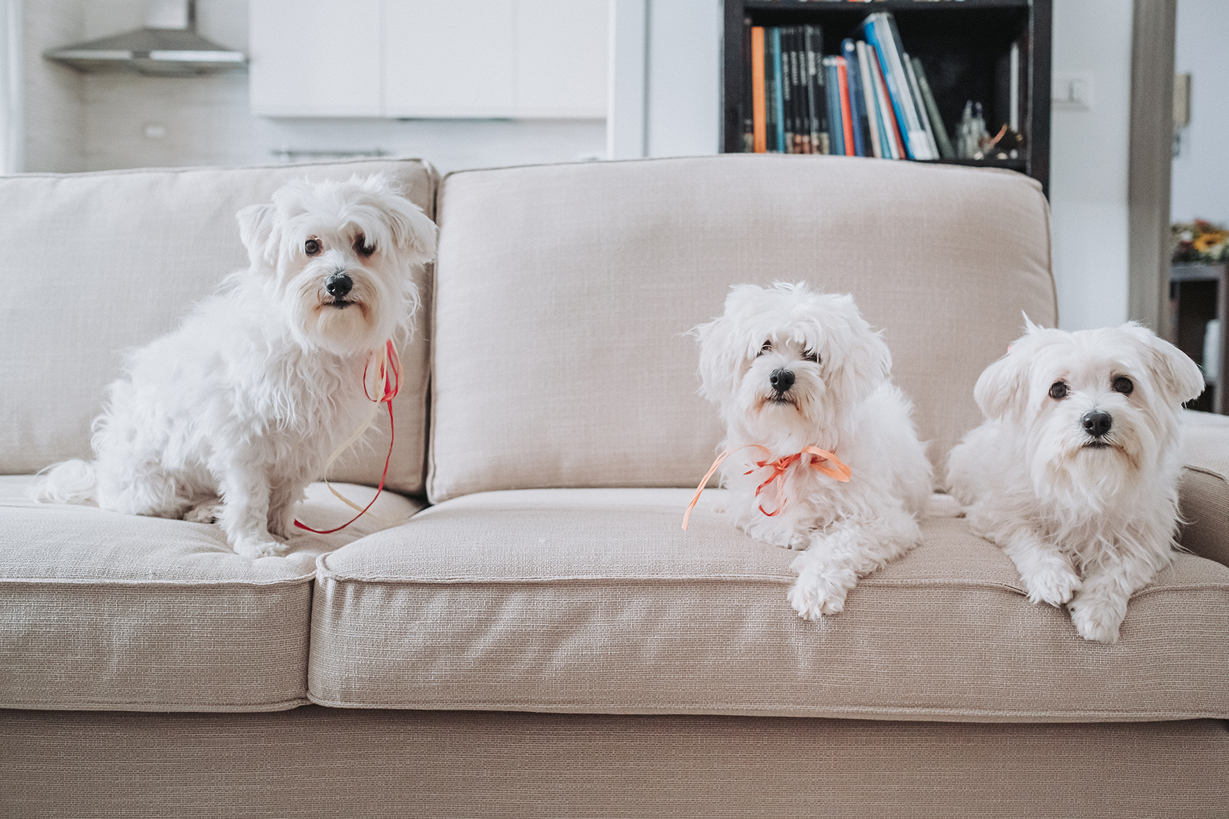 cani al matrimonio preparazione sposa reportage matrimonio